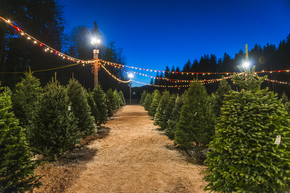 12 Best Christmas Tree Farms in Ohio Haven Home Realty