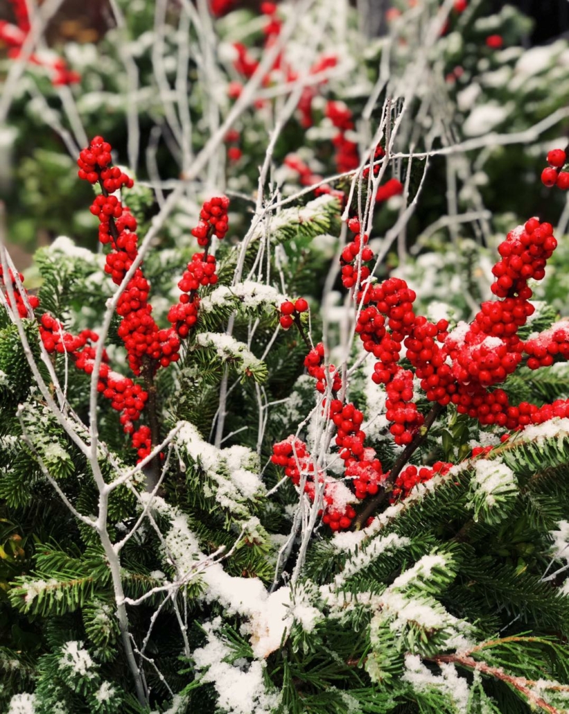 12 Best Christmas Tree Farms in Ohio Haven Home Realty