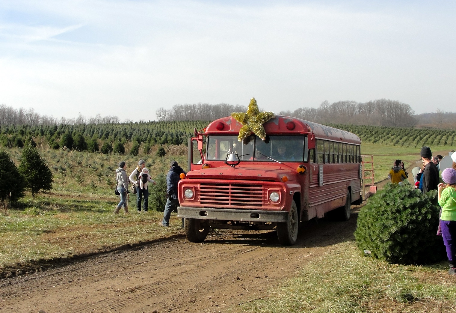 12 Best Christmas Tree Farms in Ohio Haven Home Realty